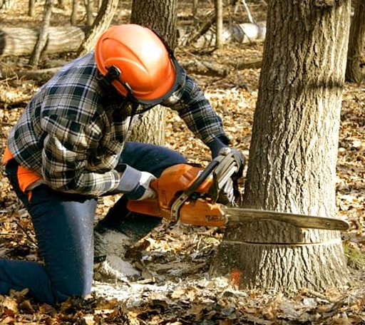 Tree Removal in Saint Peter, IL